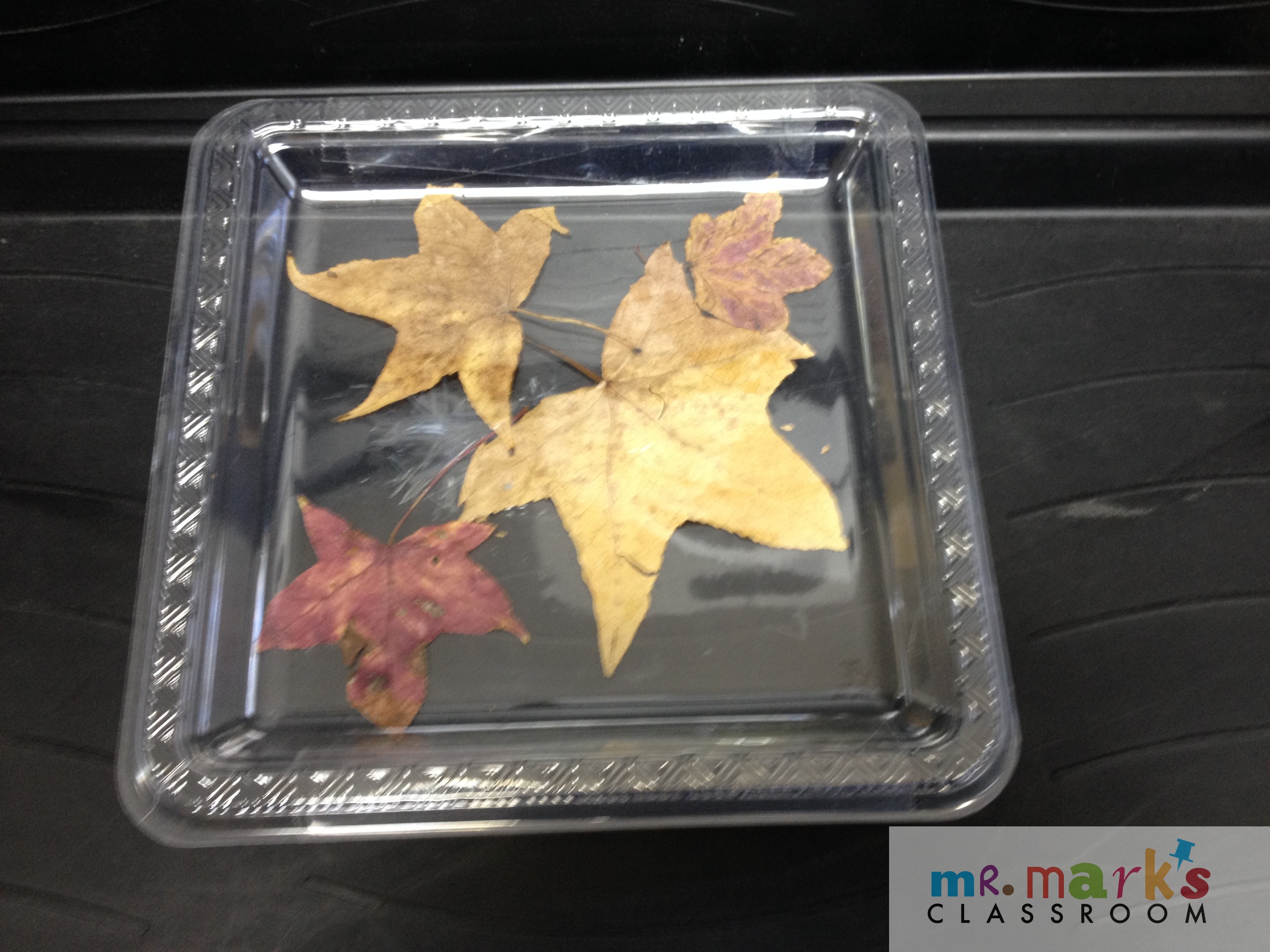 Nature Plates